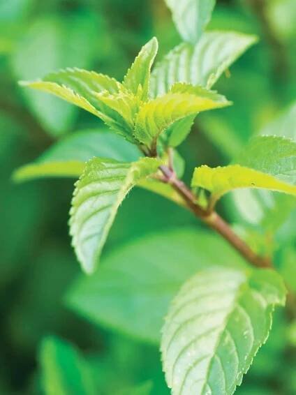 Peppermint Chocolate mint plant 