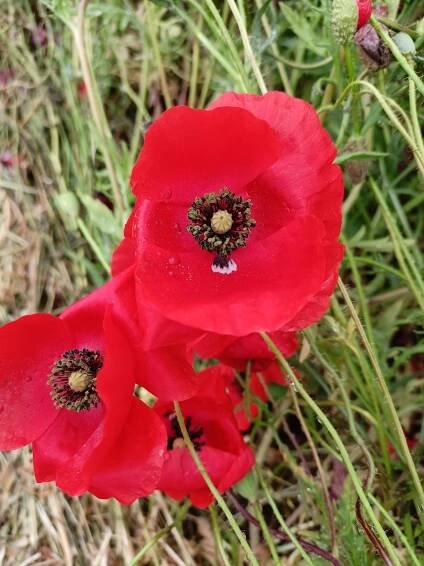 Vlčí mak ∼ Papaver rhoeas L.