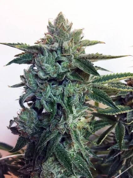 Sticky Zkittlez