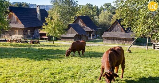 Akademie Lidé a Země: Starka vrtko sdělá šufánek