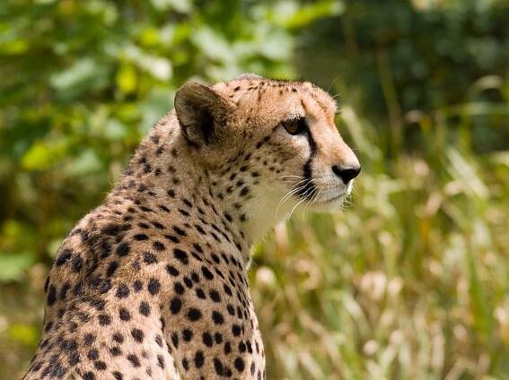 Acinonyx