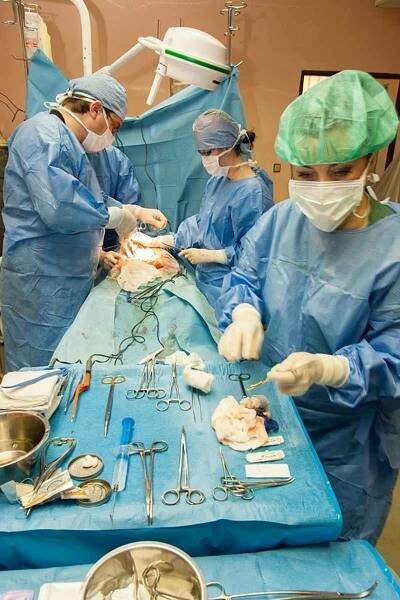 Letní škola experimentální chirurgie v Biomedicínském centru Lékařské fakulty v Plzni Univerzity Karlovy.