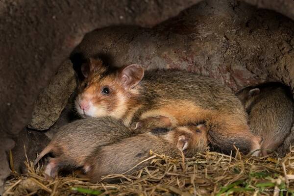 B3_feldhamster.de_M-Sattler_DSC00713