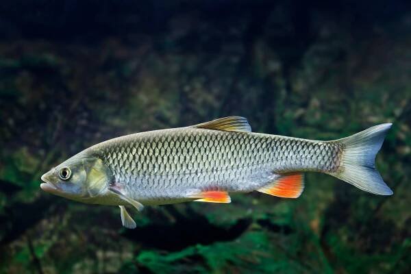 Jelec tloušť (Leuciscus cephalus) – Kuttelvaserova Stuchelova / Shutterstock
