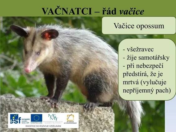 PPT - SAVCI – řád vačnatci PowerPoint Presentation, free download - ID:2658804