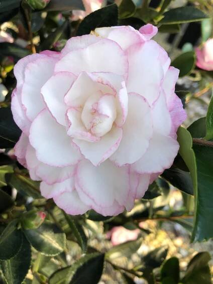 Camellia sasanqua October Magic® Dawn