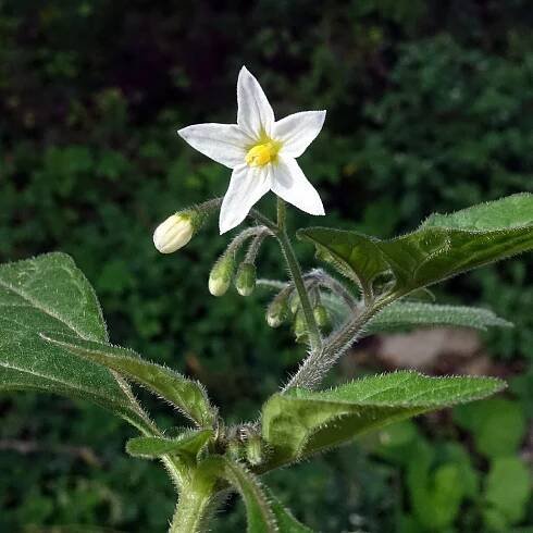 Súbor:(ms) Solanum nigrum 6.jpg