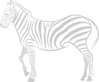 Zebra 36654316 Vector Art at Vecteezy