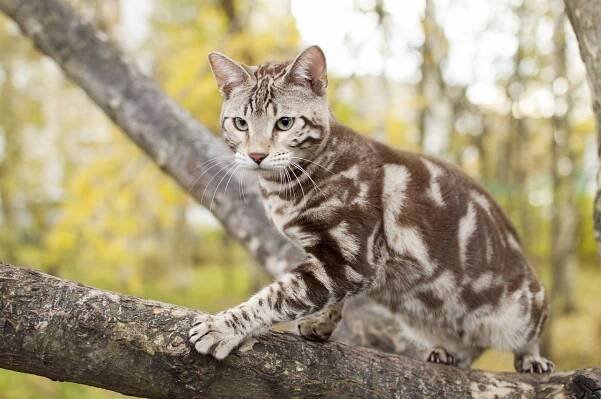 Bengal-Katze-klettert