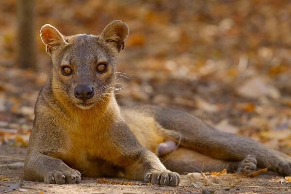 25 Facts About Fossa