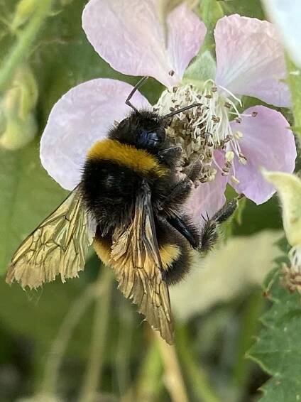 Close Up Bumblebee Flower