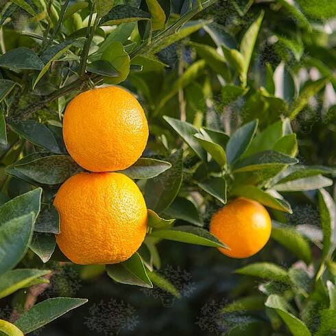 Sweet Oranges - Citrus Sinensis Archivi - Oscar Tintori - Nurseries Worldwide - Citrus Plants