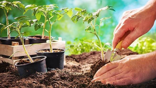 Best Soil For Tomatoes: How To Cultivate The Perfect Blend & Add Amendments For A Bountiful Harvest