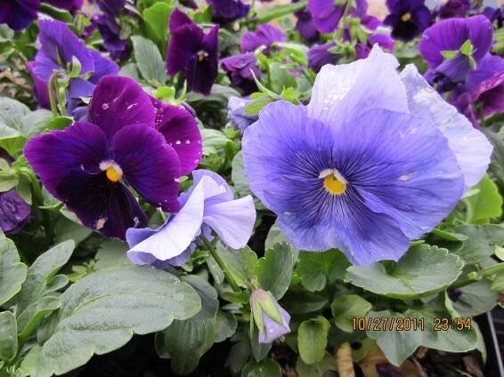 Landscape in the Fall - YLS Landscape Contractor