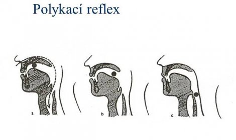 Znázornění polykacího reflexu, kdy se sousto dostává z dutiny ústní do jícnu (a: dýchací cesty jsou otevřené, b a c: polykací reflex). Ústředí polykacího reflexu je v prodloužené míše poblíž dýchacího centra. Polknout můžeme, kdykoli chceme, ale nemůžeme zastavit polykací reflex, jakmile se jednou vybaví.