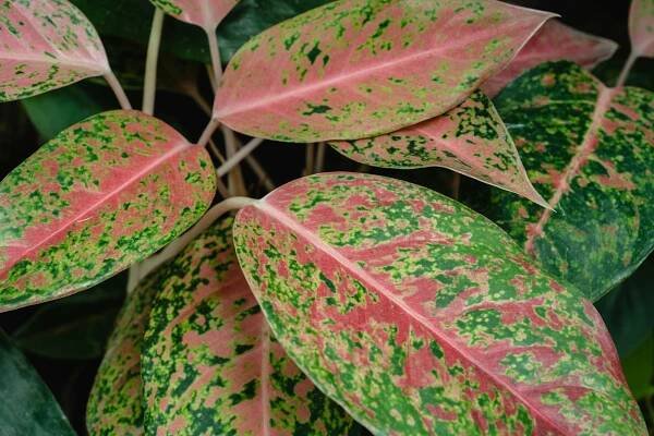 Zadarmo Fotobanka s bezplatnými fotkami na tému aglaonema, aglaonema commutatum, botanický Fotka z fotobanky