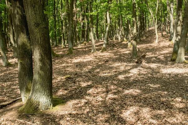 Ochránci přírody řeší ničení vzácných rostlin. Spásá je zvěř v oborách na Pálavě