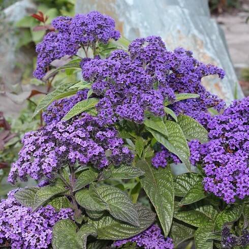 Heliotrope, Cherry Pie (Heliotropium arborescens) - MyGardenLife