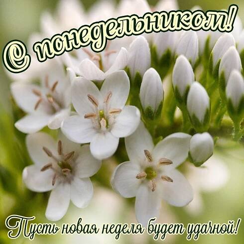 Картинка с красивыми белыми цветочками