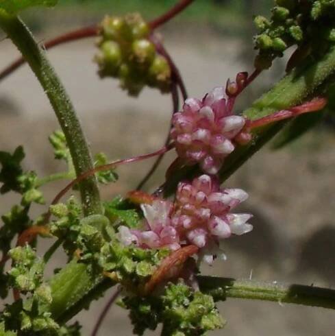 Soubor:Cuscuta europaea.jpg – Wikipedie