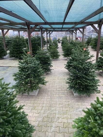 Jedle kavkazská, Abies nordmanniana, 150 - 175 cm, skladem | ZAZUMi.cz