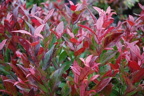 Evergreen Shrubs - Planters' Choice