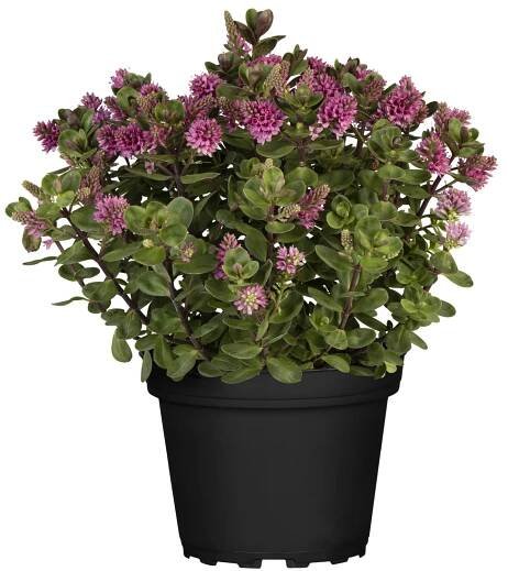 Landgard Hebe Andersonova (Hebe andersonii) "All Blooms" cca pr. 17 cm