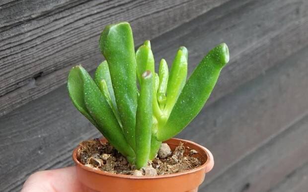 Crassula ovata Gollum (Pokojový sukulent)