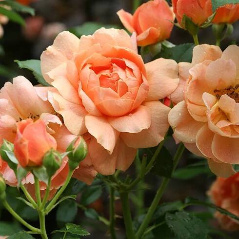 Order Rose Shrubs Online
