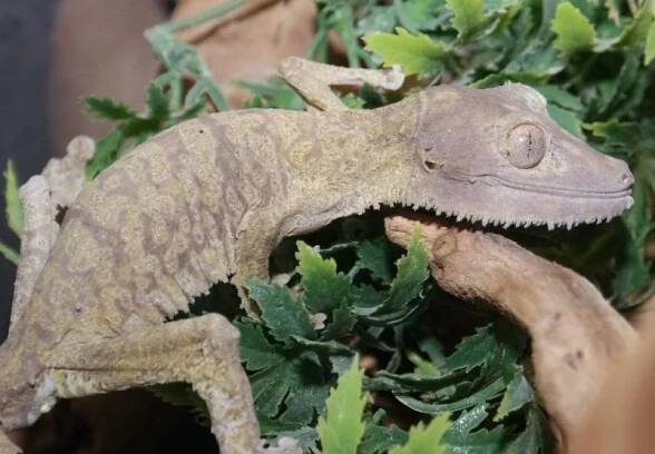 Ploskorep Henkelův (Uroplatus henkeli)