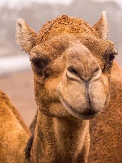 Camel Close-Up View