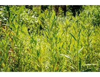 Vrba bílá 'Vitellina' - Salix alba 'Vitellina' Kontejner o objemu 20 litrů velikost 40-60 cm