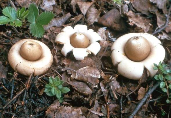 Geastrum fimbriatum - hvězdovka brvitá