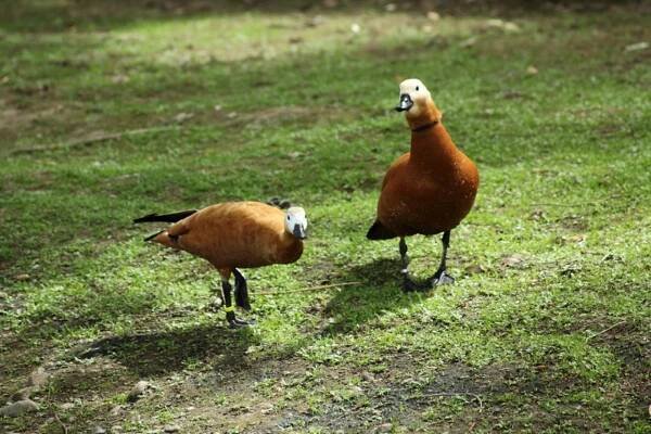 husice rezavá | Zoo Hluboká 