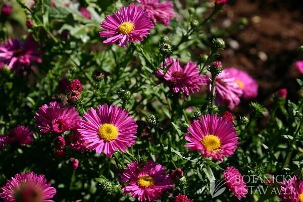 Aster dumosus 'Jenny' - hvězdnice nízká | Lukáš Hrdinka | Autoři | iBotky.cz