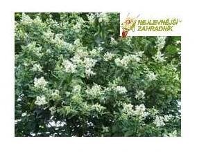 Ptačí zob obecný (nízký) - Ligustrum vulgare ' LITTLE THOMAS' (kont. 9x9 cm)