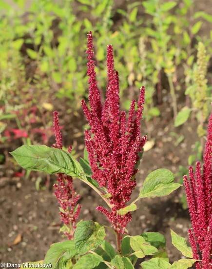 fotografie Amaranthus cruentus (laskavec krvavý)