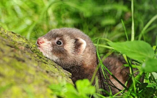 The Top 25 Small Animal Bloggers