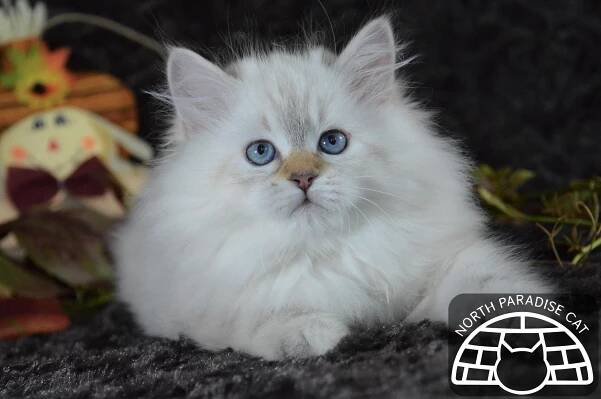 Enya North Paradise, CZ - North Paradise Cat