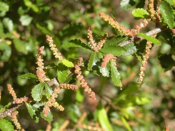 Acalypha eremorum
