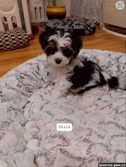 Prodám štěňata biewer Yorkshire terrier bez PP