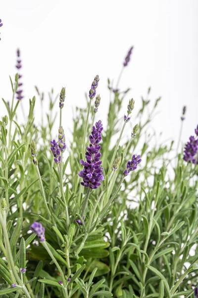 Levandule lekařská, Lavandula angustifolia Hidcote, 2 l, skladem | ZAZUMi.cz