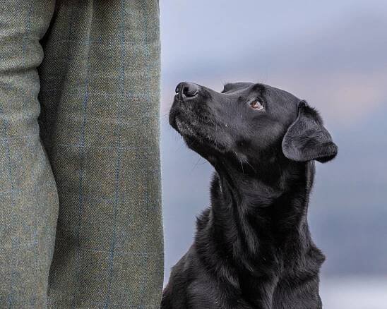 GB FTCh Riverview Farm Finalist "Brainy" - Riverview Farm Kennel - THE British Labrador Kennel