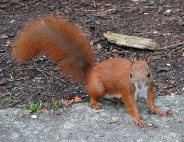 Soubor:Red squirrel (Sciurus vulgaris).jpg – Wikipedie