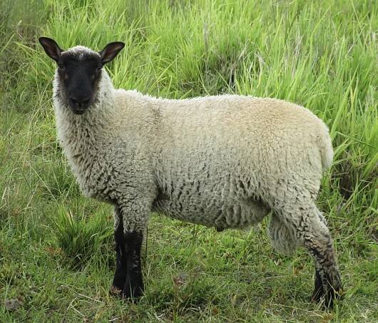 June/July 2022 Lamb Photos