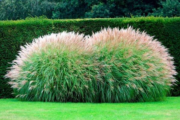 Kdy kvete miscanthus?
