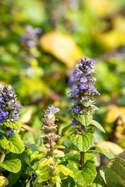 GROW by OBI Zběhovec plazivý, modrý, 10-20 cm, pr. květ. 12 cm, Ajuga reptans