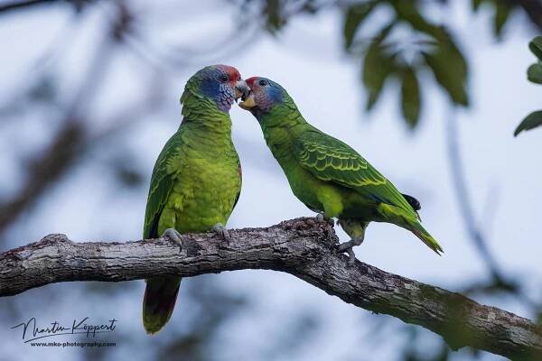 Mata_Atlantica_Red-tailed_Amazon