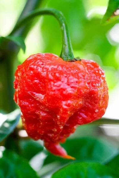 Carolina reaper hot pepper