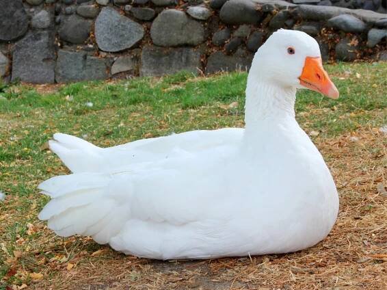 Böhmische Gans – kleine weiße Weidegänse – huehner-welt